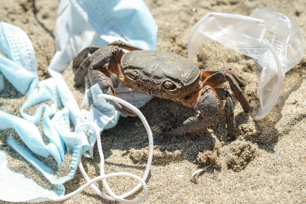 Crab & Mask Pic 2